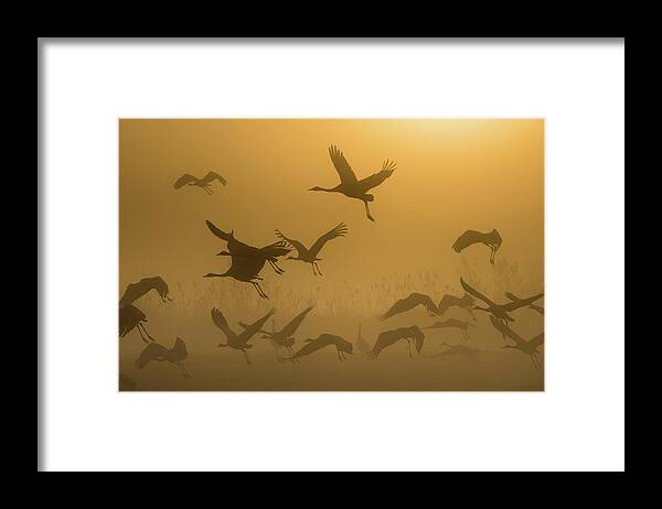 Birds Framed Print featuring the photograph Sunrise With Cranes by Ronen Rosenblatt