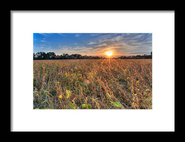 Sunset Framed Print featuring the photograph Sunset and Soybeans by Steve Stuller