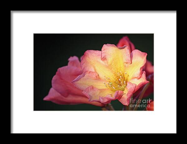 Rhododendron Bush Framed Print featuring the photograph Sunset Beauty by Chris Anderson