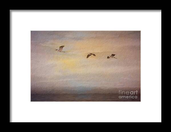 Great Blue Herons Framed Print featuring the digital art Sunset Flight by Jayne Carney