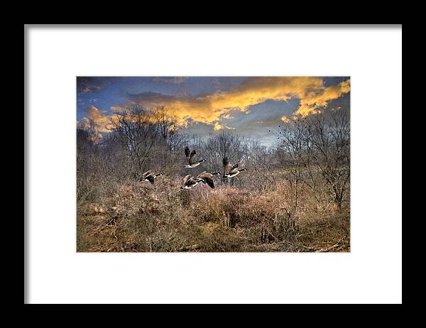 Sunset Framed Print featuring the photograph Sunset Geese by Christina Rollo