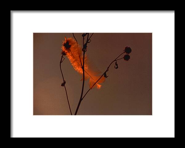 Feather Framed Print featuring the digital art Sunset's Glow by R Thomas Brass