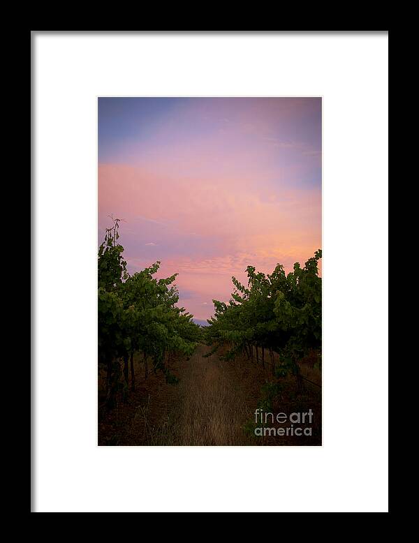 Margaret River Framed Print featuring the photograph Sunset on Vines by Serene Maisey
