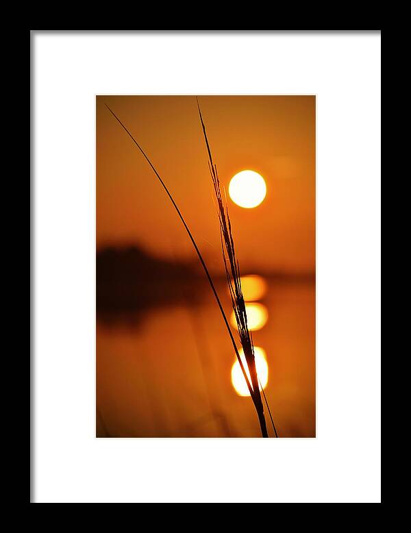 Beach Bum Pics Framed Print featuring the photograph Sunset Reed by Billy Beck