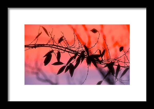 Nature Framed Print featuring the photograph Sunset Serenade by Tracy Male