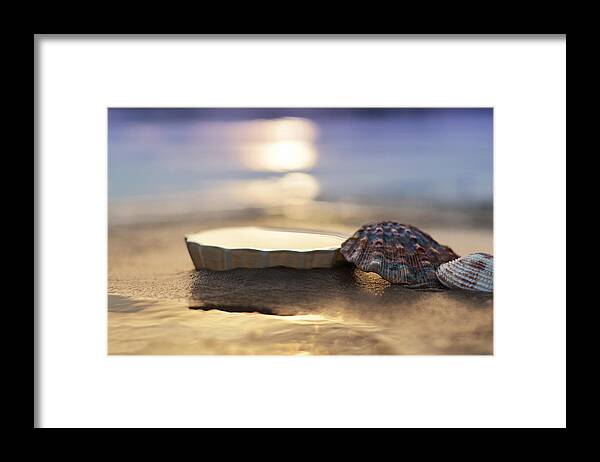 Seashell Framed Print featuring the photograph Sunset Shells by Laura Fasulo