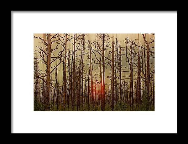 Nature Framed Print featuring the photograph Sunset thru the Pine Barrens by Tom Gari Gallery-Three-Photography