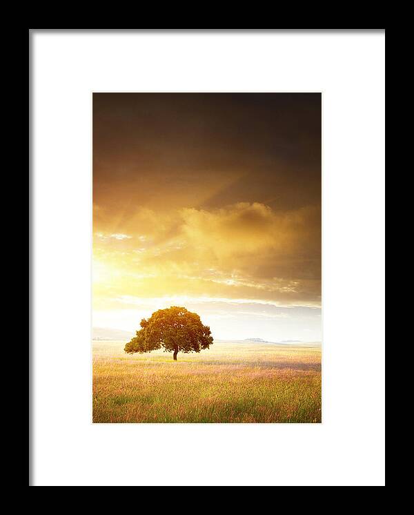 Sunset Framed Print featuring the photograph Sunset Tree by Carlos Caetano