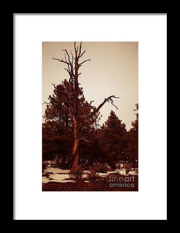 Sunset Crater National Monument Framed Print featuring the photograph Sunset Tree V2 by Douglas Barnard