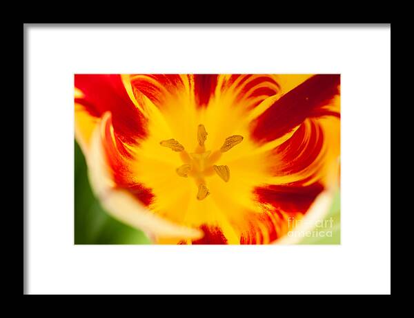 Tulip Framed Print featuring the photograph Sunset Tulip by Ana V Ramirez