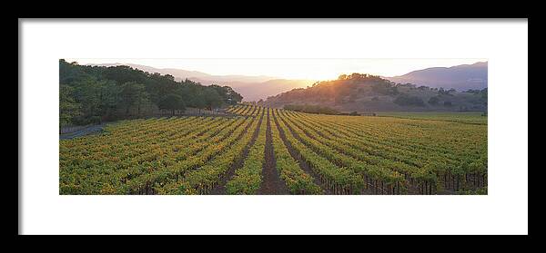 Photography Framed Print featuring the photograph Sunset, Vineyard, Napa Valley by Panoramic Images
