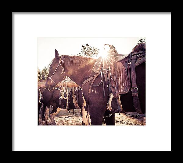 Horse Framed Print featuring the photograph Sunshine horse by Thomas Dilworth
