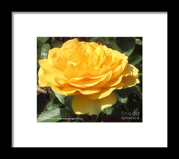 Rose Framed Print featuring the photograph Sunshine by Kathie Chicoine