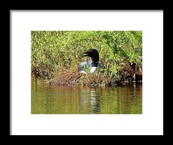 Loon Framed Print featuring the photograph Sunshine by Kimberly Woyak