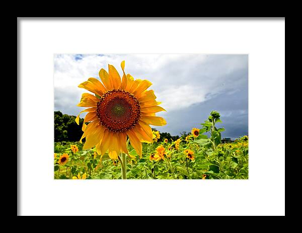Landscape Framed Print featuring the Sunshine on a Cloudy Day by AnnaJo Vahle