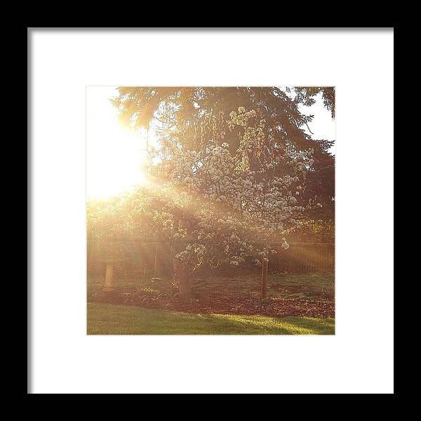 Lightandbright_nio Framed Print featuring the photograph Sunshine On My Favorite Pear Tree All by Blenda Studio