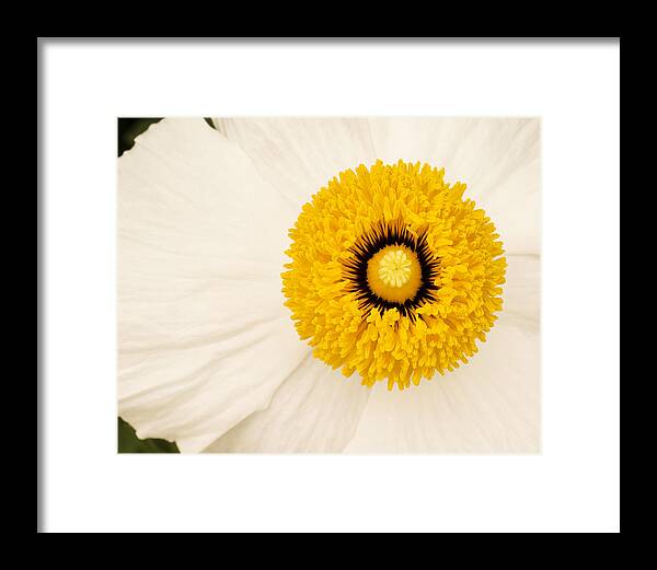 Flowers Framed Print featuring the photograph Sunshine by Windy Osborn