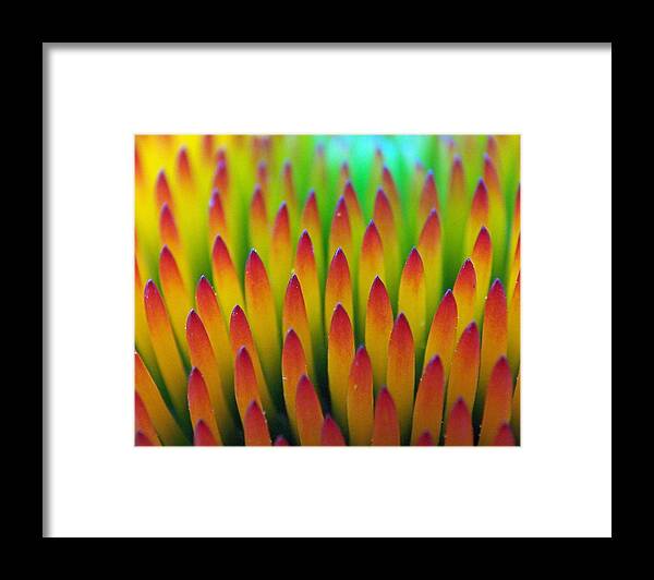 Cone Flowers Framed Print featuring the photograph Super Macro of Echinacea Cone Flower by Ernest Echols