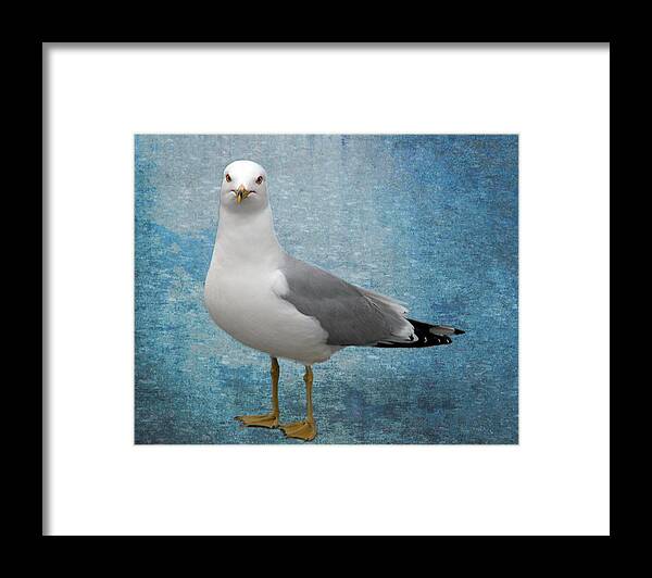 Seagull Framed Print featuring the photograph Superior Seagull by Terri Harper