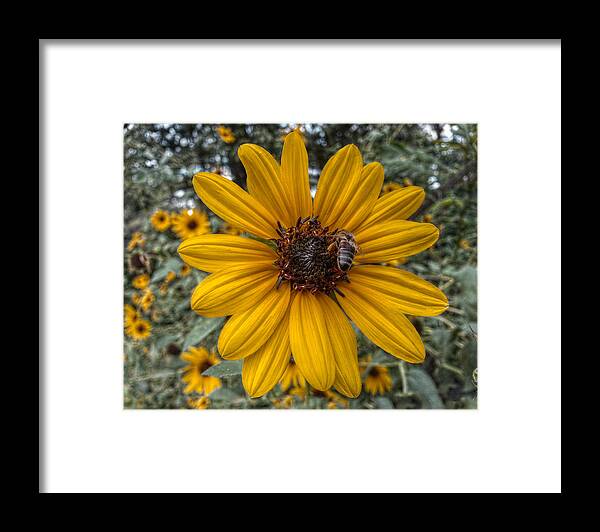 Sunflower Framed Print featuring the digital art Suppers' Ready by Linda Unger