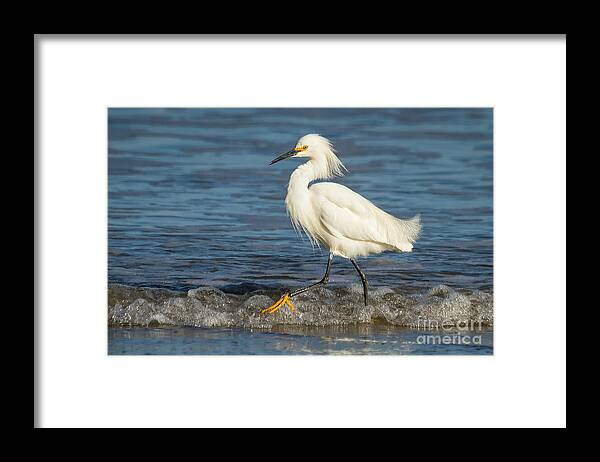 Animal Framed Print featuring the photograph Surf Egret by Alice Cahill