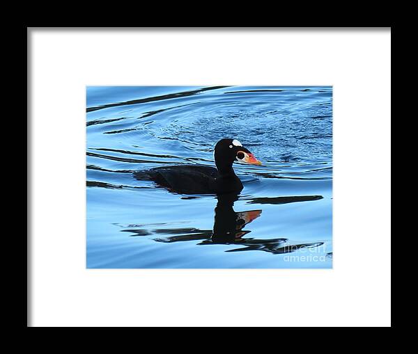 Bird Framed Print featuring the photograph Surf Scoter Blues by Gayle Swigart