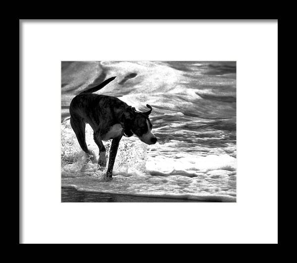 Black And White Framed Print featuring the photograph Surfer Bird by Robert McCubbin
