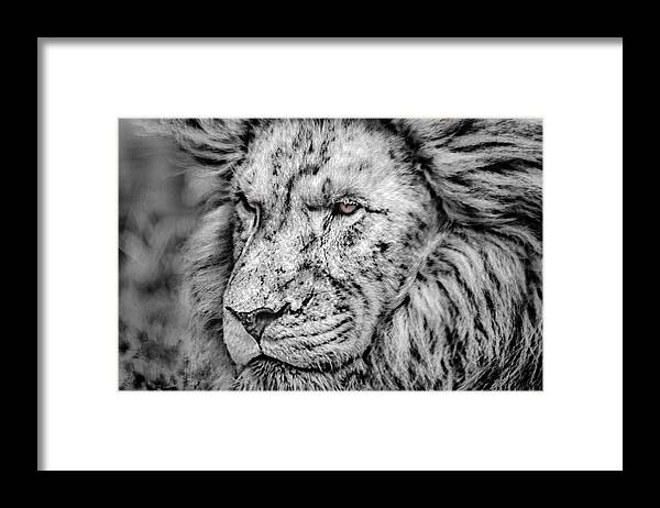 Lion Framed Print featuring the photograph Surreal Lion by James Woody