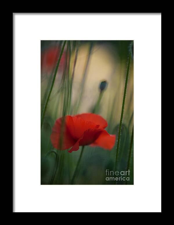 Poppy Framed Print featuring the photograph Surrealistic Red by Mike Reid