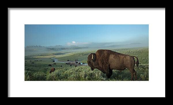 Bison Framed Print featuring the photograph Surveying his Kingdom by Sandy Sisti