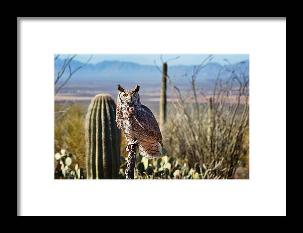 Great Horned Owls Framed Print featuring the photograph Surveying the Sonoran by Kathleen Bishop