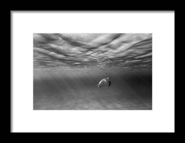 Sea Framed Print featuring the photograph Suspended animation. by Sean Davey