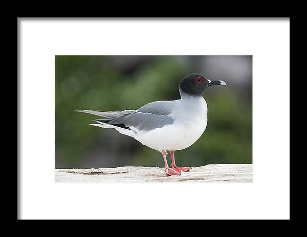 531756 Framed Print featuring the photograph Swallow-tailed Gull Galapagos by Tui De Roy