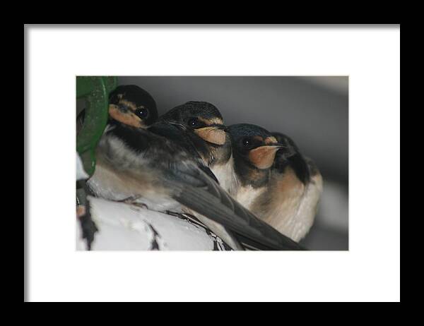 Birds Framed Print featuring the photograph Swallows by Alasdair Shaw