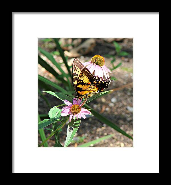 Butterfly Framed Print featuring the photograph Swallowtail by Dark Whimsy