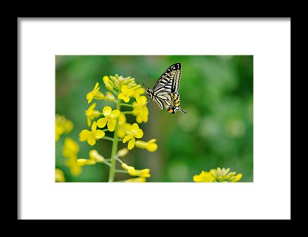 Insect Framed Print featuring the photograph Swallowtail Butterfly by Myu-myu