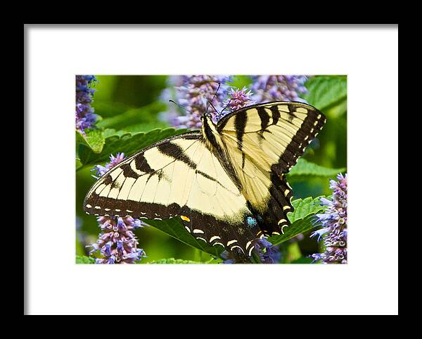 Anise Hyssop Framed Print featuring the photograph Swallowtail Butterfly on Anise Hyssop by Kristin Hatt