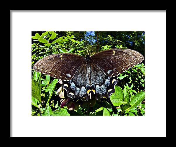 Swallowtail Framed Print featuring the photograph Swallowtail Butterfly by Susan Leggett