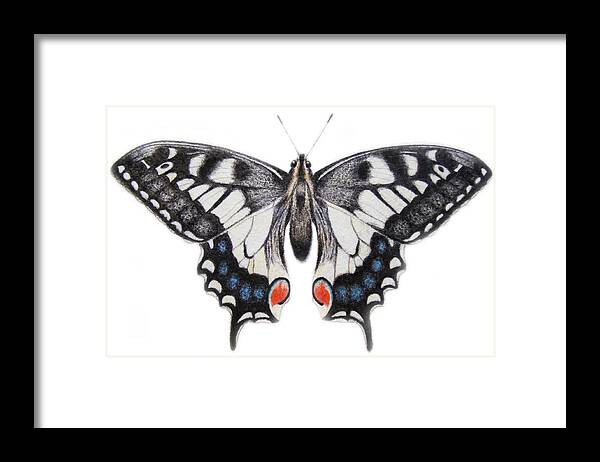 Butterfly; Swallowtail Butterfly; Blue; Red; White; Insect; Flight; Flying Framed Print featuring the painting Swallowtail by Ele Grafton