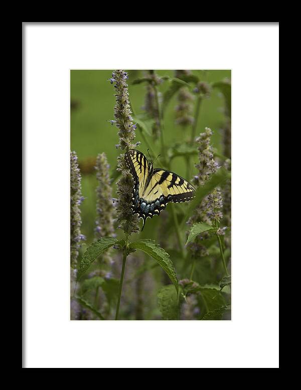 Butterflies Framed Print featuring the photograph Swallowtail in Flower Field by Donald Brown