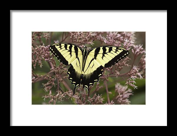 Butterflies Framed Print featuring the photograph Swallowtail in Pink by Donald Brown