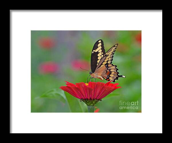 Swallowtail Framed Print featuring the photograph Swallowtail on a Zinnia by Rodney Campbell