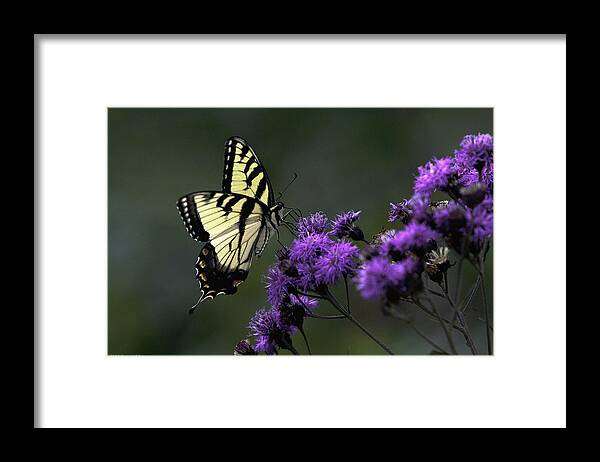 Blue Ridge Moumtains Framed Print featuring the photograph Swallowtail on Purple by Donald Brown