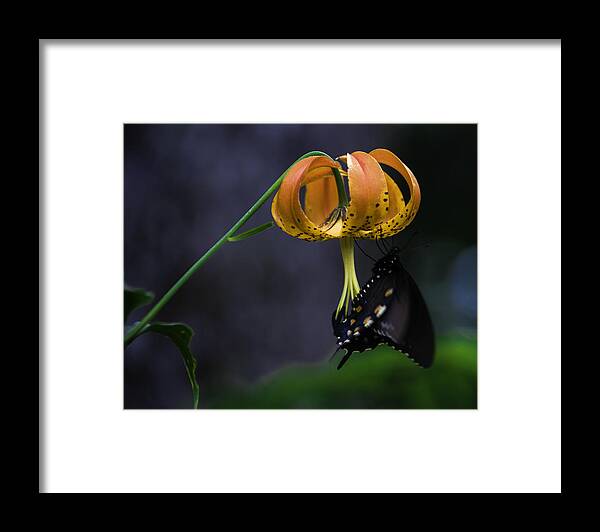 Appalachian Framed Print featuring the photograph Swallowtail on Turks Cap by Donald Brown