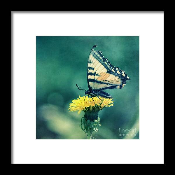 Swallowtail Framed Print featuring the photograph Swallowtail by Priska Wettstein