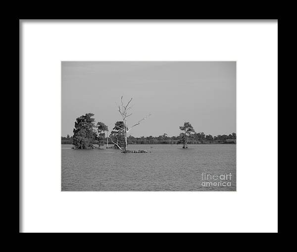 Water Lilly Framed Print featuring the photograph Swamp Cypress Trees Black and White by Joseph Baril