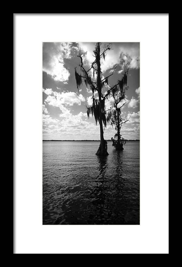 Kelly Hazel Framed Print featuring the photograph Swamp Cypress Trees in Lake Eloise in Lakeland Florida by Kelly Hazel
