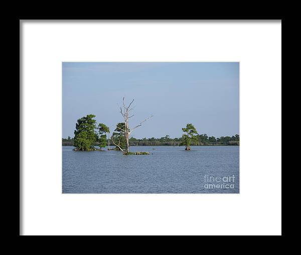 Water Lilly Framed Print featuring the photograph Swamp Cypress Trees by Joseph Baril