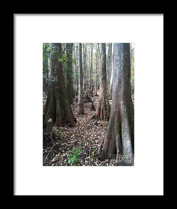 Big Thicket Framed Print featuring the photograph Swamp Edge Portrait by D Wallace