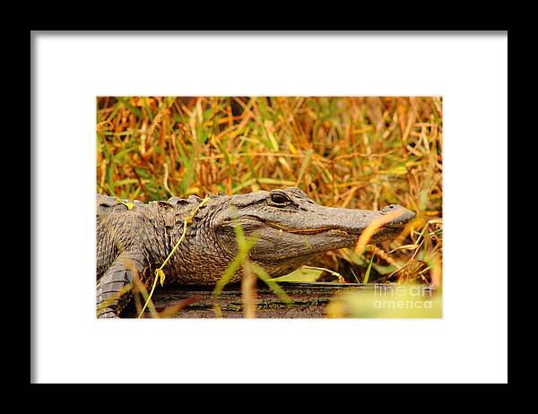 Alligator Framed Print featuring the photograph Swamp Gator by Andre Turner